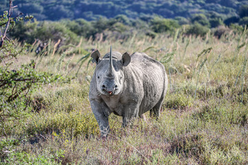 rhinoceros in the national park - 753713721