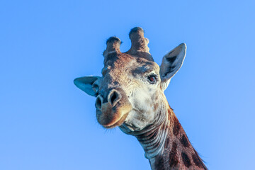 portrait of giraffe in the national park - 753713771