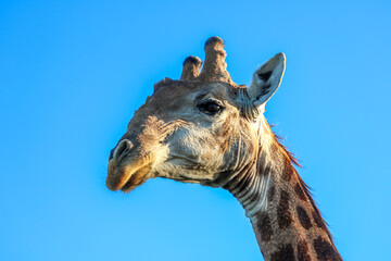 portrait of giraffe in the national park - 753713796
