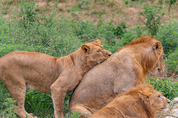 Playing lions in Pride Park