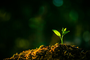 plant growing in the ground