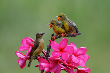 hummingbird on flower