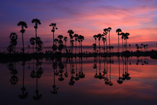 Sugar palm tree or Toddy palm field in morning beautiful sunrise at Sam Khok district Pathum Thani province of Thailand.