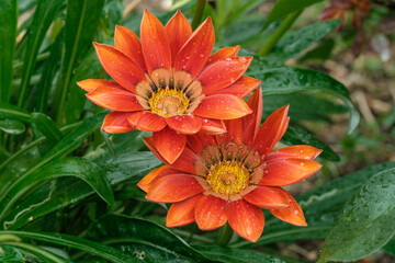 Beautiful decorative red flowers named gazania.