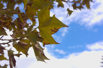 Leaves of a Platanus x hispanica with the sky in the background as copy space