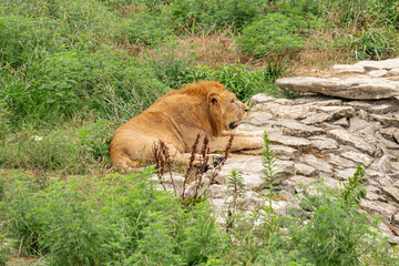 A lion lying near a fountain in Pride Park
