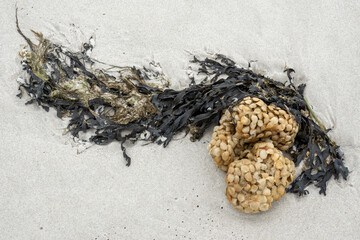 Egg capsules of common whelk washed up on Amrum island beach, North Frisia, Germany - obrazy, fototapety, plakaty