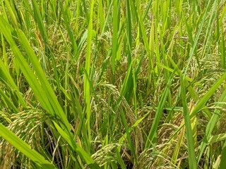 fresh paddy plant