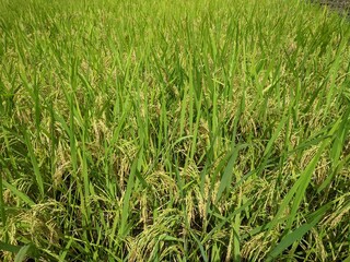 fresh paddy plant