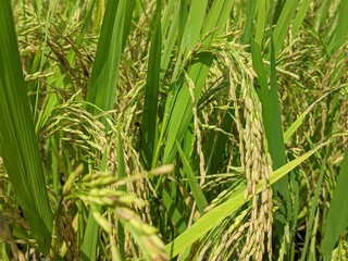 fresh paddy plant
