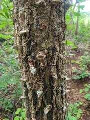 dadap tree trunk texture