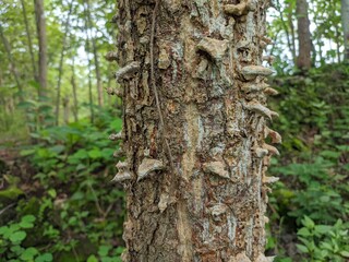 dadap tree trunk texture