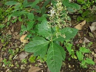 rothera plant with white flower