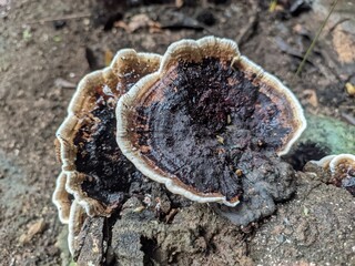 Fungus plant on dead wood