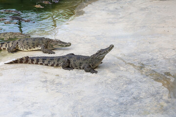 The salt crocodile swimming on the river near canal
