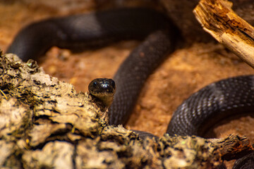 close up of a snake
