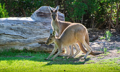 Naklejka na ściany i meble Two Western Grey Kangaroos (Macropus fuliginosus) 