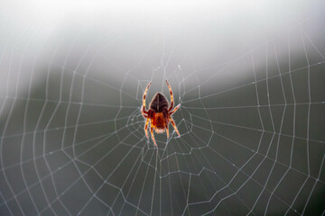 Typical web spider Araneus diadematus, very common in Brazil.