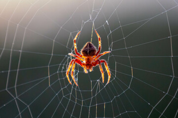 Typical web spider Araneus diadematus, very common in Brazil.