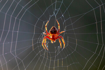 Typical web spider Araneus diadematus, very common in Brazil.
