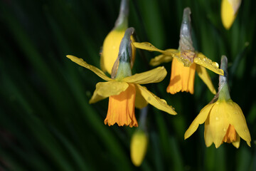 Close-up of yellow daffodils blooming in spring. The calyxes are covered with drops of water. Green leaves in the background.