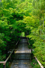 Fototapeta premium 京都鷹峯光悦寺の参道の風景