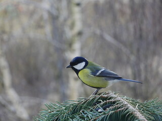 Tit on a blue spruce branch..