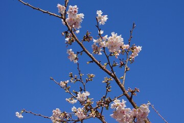 鎌倉市岩瀬　砂押川プロムナードの春
玉縄桜　河津桜　マーガレット