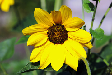 Sonnenblume, Blume, Blüte, Sommer, Sonne, 