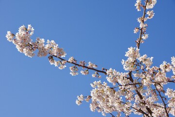 鎌倉市岩瀬　砂押川プロムナードの春
玉縄桜　河津桜　マーガレット