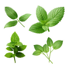 Fresh melissa leaves collection, isolated on transparent background.