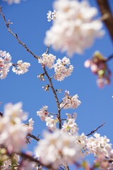 鎌倉市岩瀬　砂押川プロムナードの春
玉縄桜　河津桜　マーガレット