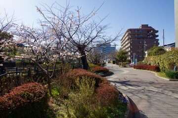 鎌倉市岩瀬　砂押川プロムナードの春
玉縄桜　河津桜　マーガレット
