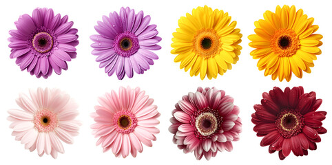 Collection set of burgundy purple violet yellow peach pink stalk of Gerber Gerbera Daisy daisies...