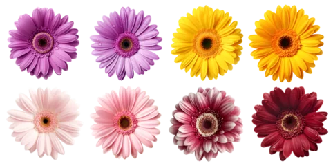 Foto auf Glas Collection set of burgundy purple violet yellow peach pink stalk of Gerber Gerbera Daisy daisies flower top view on transparent background cutout, PNG file. Mockup template artwork graphic design © Sandra Chia