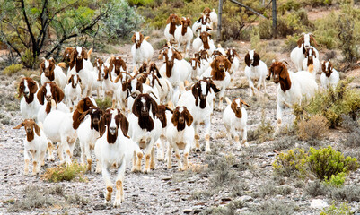 Leading a herd of Boer goats (Capra aegagrus hircus) near Barandas, Western Cape.