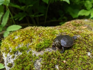 A baby Turtle sits on a mossy rock by the lake. Taken in Ontario during the summer