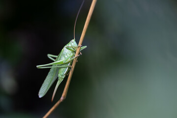 large green grasshopper in field with copy space. Biodiversity concept and insect conservation.