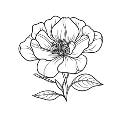 Fototapeta premium Sketched Hand Drawn Flower. Floral Ink Drawing Element.