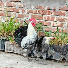 Egyptian Fayoumi breed is looking very beautiful with black and white texture and is very popular...