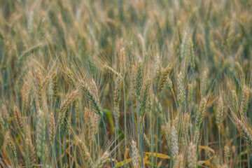 Green unripe ears of wheat on a blurred background