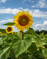 The green yellow sunflower in the field