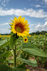 The green yellow sunflower in the field