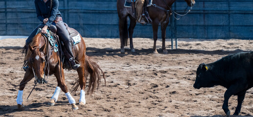 Naklejka premium Steers and cowgirl in a cutting event