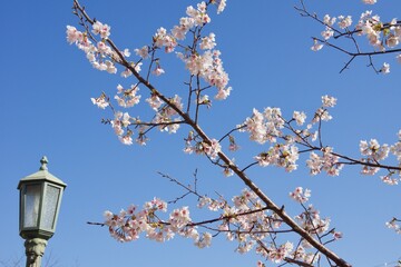 鎌倉市岩瀬　砂押川プロムナードの春
玉縄桜　河津桜　マーガレット