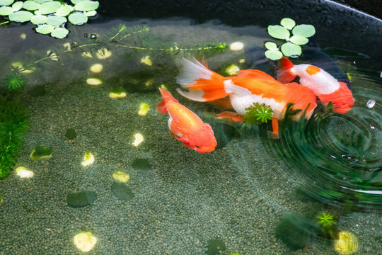 Goldfish in aquarium fish pond close up