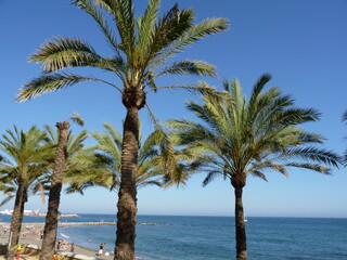 Fototapeta na wymiar Des palmiers dans un ciel bleu