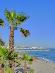 Palmier et plage par un ciel bleu