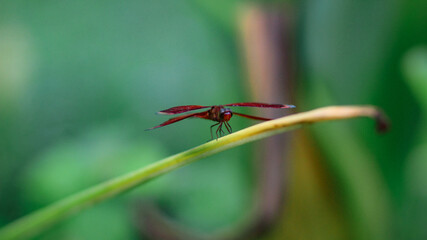 dragonfly on a leaf