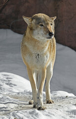 Portrait of funny Eurasian wolf (Canis lupus lupus) on snow in winter